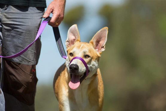 Canny Collar - The Collar For Dog Training And Walking, Simple And Effective Help With Dog Training And Helps To Stop Dogs From Pulling On The Lead, Head Collar For Dog Walking - Purple (Size 5) - Image 4