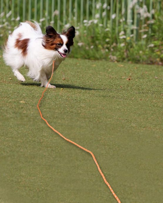 Joytale Long Training Lead for Dogs, 10M Reflective Dog Tie Out, Recall Nylon Rope Line for Small and Puppy Dog, Orange - Image 2
