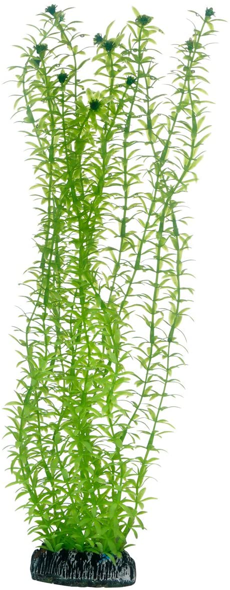 Hobby Lagarosiphon, Multi-coloured, 34 cm