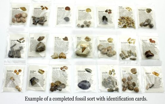 Dancing Bear Fossil Collection Sorting Activity Kit With Over 100 Pcs (More Than 20 Different Fossil Varieties!),Educational Id Sheet,Color Id Cards,Bags,Magnifying Glass,And Shark Teeth, - Image 4