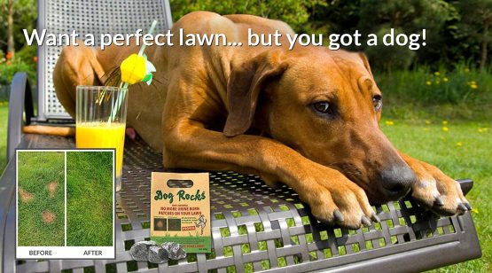 Dog Rocks 100% Natural Urine Patch Preventer - 200g Bag - Pack of 2 - Image 3