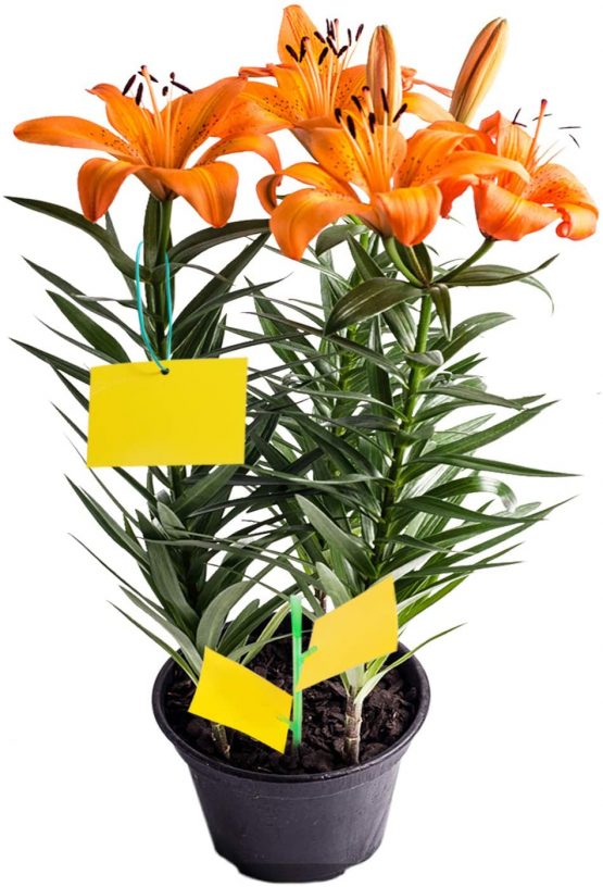 YHmall 30PCS fruit fly traps yellow Fly Paper sticky catcher - Non-Toxic and Eco-Friendly Suit For Multiple Insect - Image 4