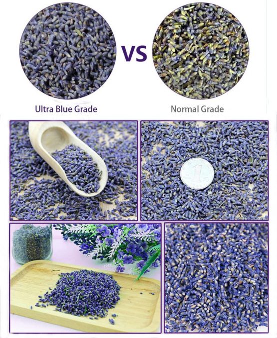 TooGet Fragrant Lavender Buds Natural Dried Flowers Wholesale, Ultra Blue Grade - 1/2 Pound - Image 3