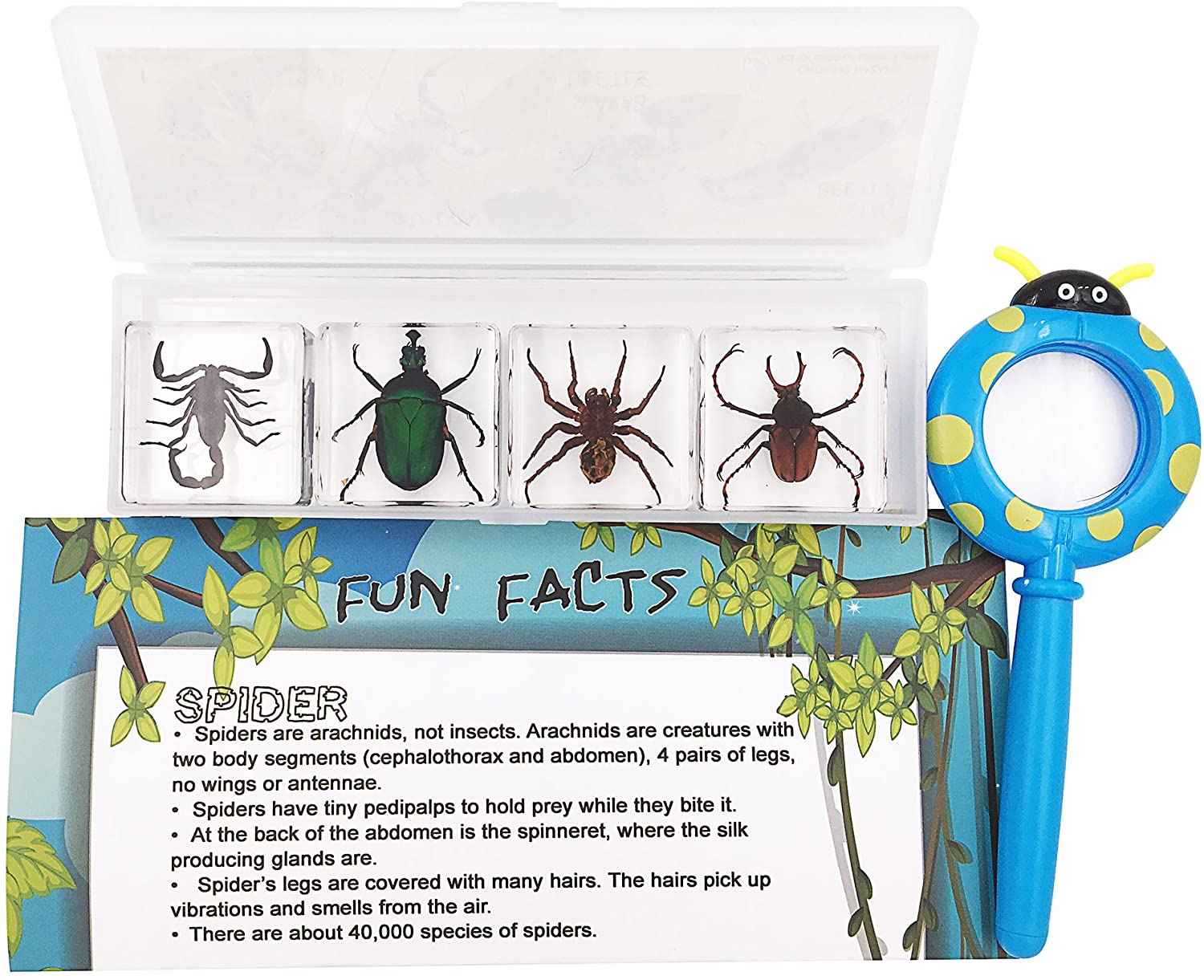 WhizKidsLab 4PCS Real Bugs Insect Arachnid Resin Specimen STEM set ...
