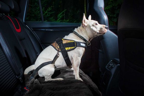 Julius-K9 Seat Belt Connecting For Dogs, Size 1, Black - Image 2