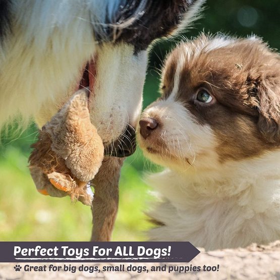 Newthinking Dog Squeaky Toys, No Stuffing Soft Dog Toys, Durable Plush Dog Toys for Small Medium Dog (5 PACK) - Image 3