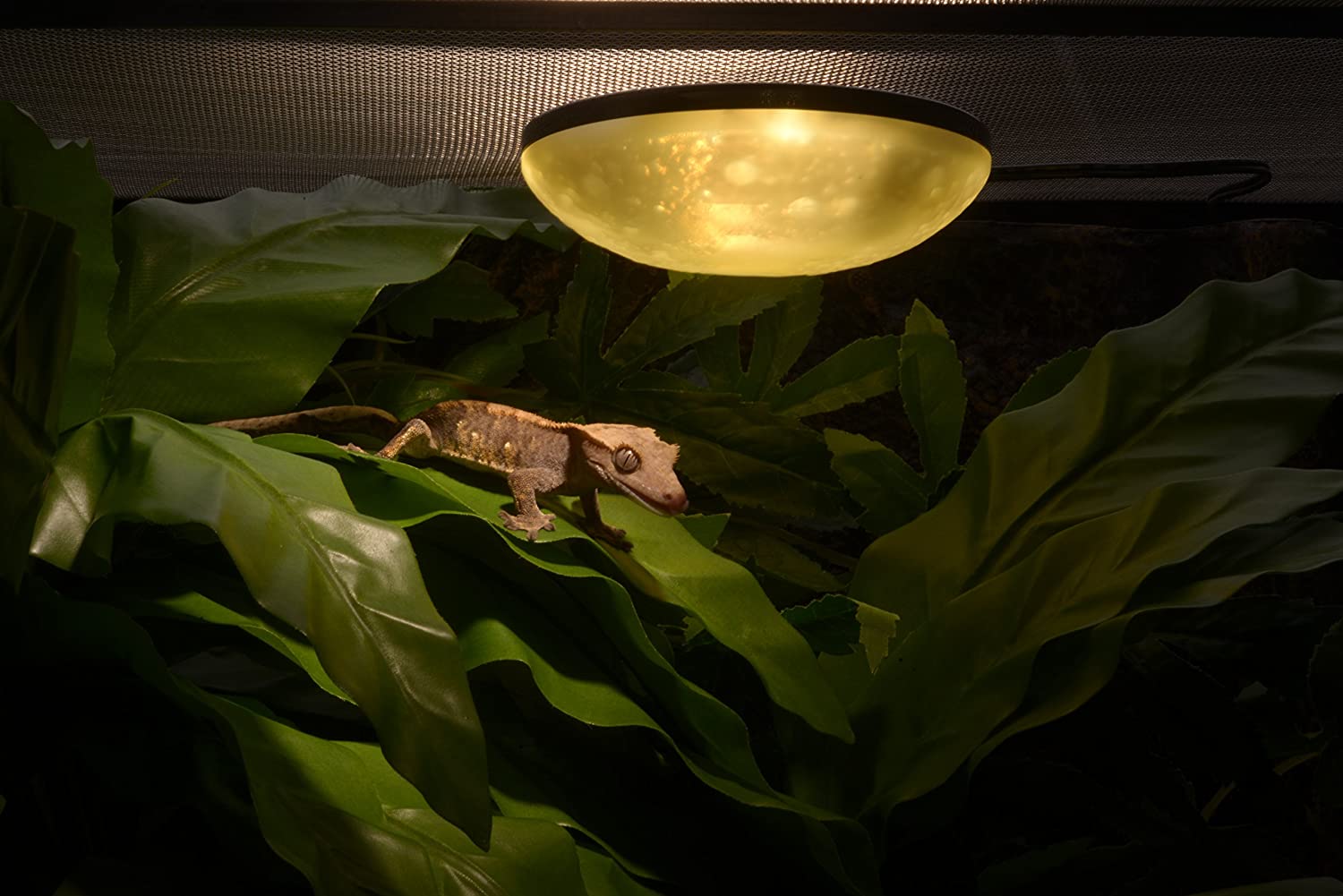 Exo Terra Full Moon Light, dull white, 1-watt - Image 2