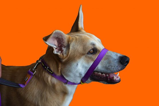 Canny Collar - The Collar For Dog Training And Walking, Simple And Effective Help With Dog Training And Helps To Stop Dogs From Pulling On The Lead, Head Collar For Dog Walking - Purple (Size 5) - Image 3