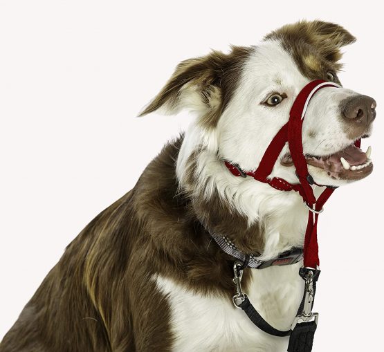 Halti Head Collar, Head Halter Collar for Dogs, Head Collar to Stop Pulling for Small, Medium and Large Dogs - Image 4