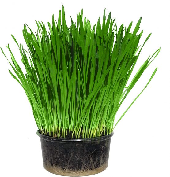 Cat Grass Kit x 2 (Grow your own) By Cat FurNature - Image 2