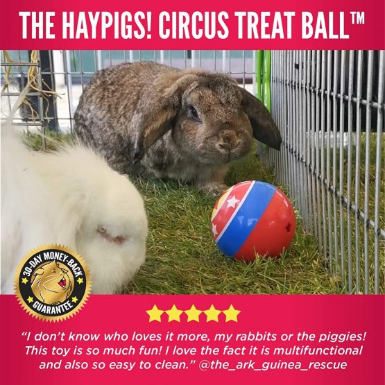 HAYPIGS Circus themed TREAT BALL - 3-in-1 Enrichment Toy - Rabbit Toys - Hamster Toys - Guinea Pig Toys - Small Animal Boredom Breaker - Image 2