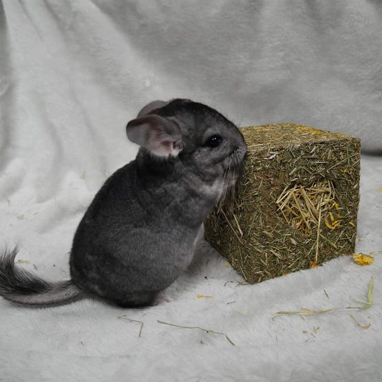 Rosewood Naturals I Love Hay Forage Cube Treat and Toy for Small Animals, Medium, 2 Pack - Image 4