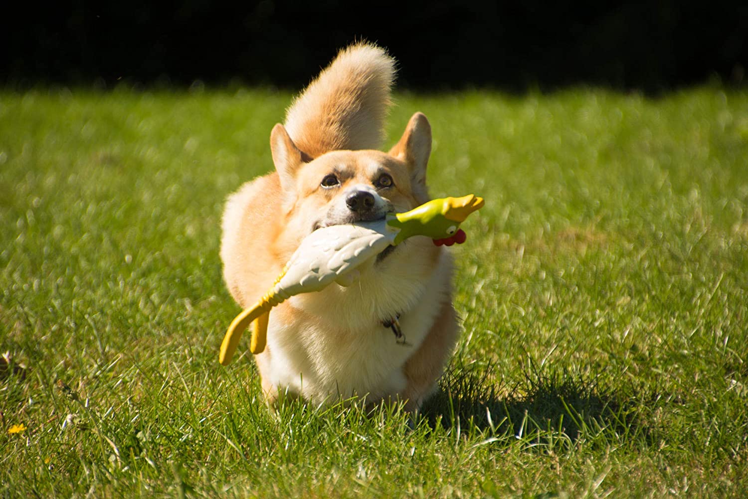 Petface Latex Chicken Squeak Soft Chew Dog Toy, Large, White/Yellow - Image 4