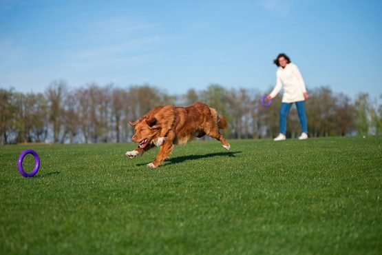 PULLER Midi Interactive Dog Toy Fitness Tool Set - Image 2