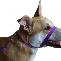 Canny Collar - The Collar For Dog Training And Walking, Simple And Effective Help With Dog Training And Helps To Stop Dogs From Pulling On The Lead, Head Collar For Dog Walking - Purple (Size 5)
