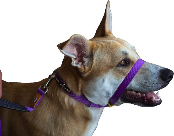 Canny Collar - The Collar For Dog Training And Walking, Simple And Effective Help With Dog Training And Helps To Stop Dogs From Pulling On The Lead, Head Collar For Dog Walking - Purple (Size 5)