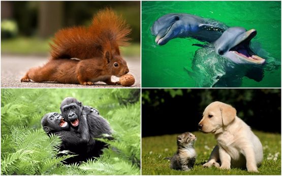 Pack of 20"Funny Animals" Postcards, a Set of 20 Different Cards with Comical and Humorous Animals from Around The World - Image 4