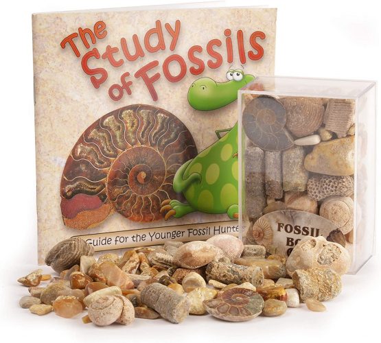 Fossil Box with Study of Fossils Booklet - PACK OF 2