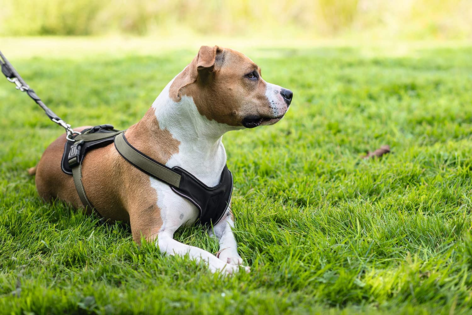 HUNTER NEOPREN dog harness, nylon, padded with neoprene, for sport and leisure,olive / black, nylon, neoprene,60-76,M-L - Image 4