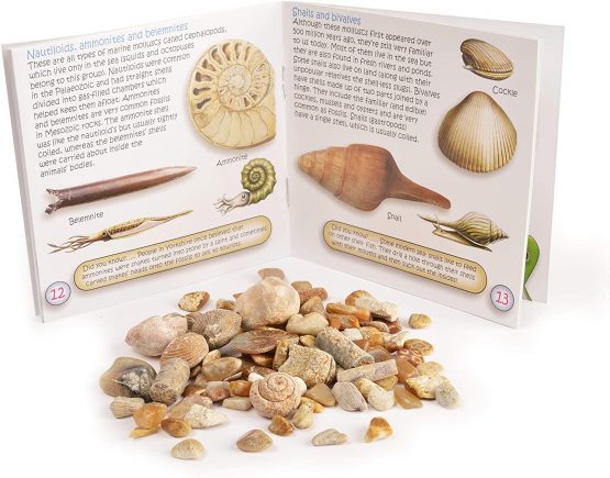 Fossil Box with Study of Fossils Booklet - PACK OF 2 - Image 4