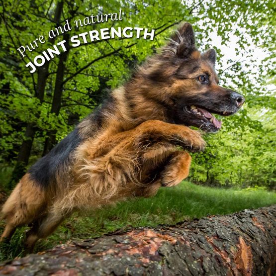 AniForte Green Lipped Mussel for Dogs and Cats 250g Powder - 100% Natural Joint Supplement with Glucosamine - Image 4