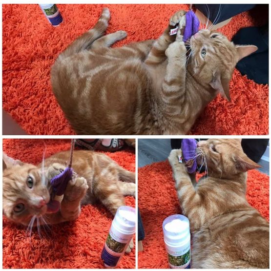 FlexiCat Gel - Cat Joint Supplement - UK Veterinarian Formulated - Extra Glucosamine - Cat Hip and Joint Care - 100ml - Image 3
