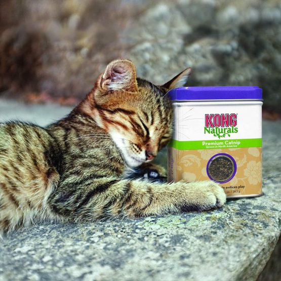 KONG - Naturals Premium Catnip - Premium North American Grown - 2 oz - Image 2