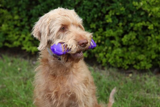 Rosewood Jolly Doggy Giggle Toy Bone - Image 2