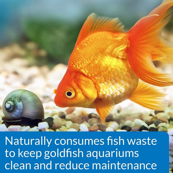 API GOLDFISH PROTECT Aquarium Water Conditioner 118 ml Bottle - Image 4