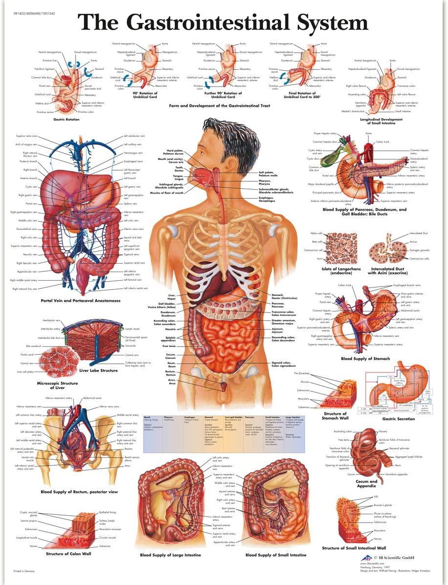 3B Scientific VR1422UU Human Anatomy - The Gastrointestinal System Chart, Paper Version, unlaminated, Multicolored, 67L x 50W cm