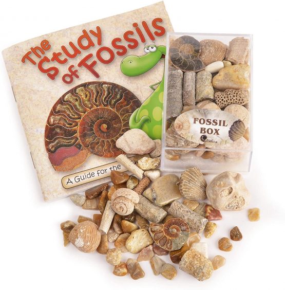 Fossil Box with Study of Fossils Booklet - PACK OF 2 - Image 2
