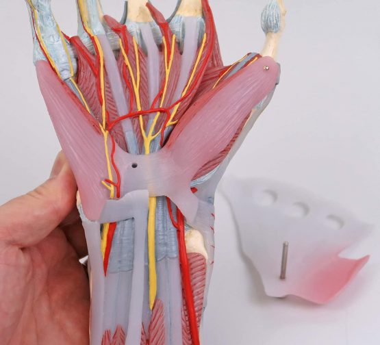 3B Scientific M33/1 Hand Skeleton Model With Ligaments And Muscles + free anatomy software - 3B Smart Anatomy - Image 4
