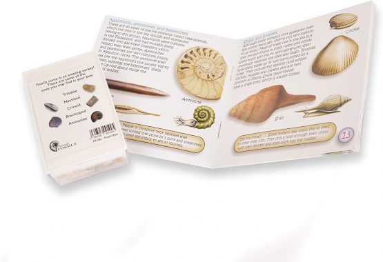 Fossil Box with Study of Fossils Booklet - PACK OF 2 - Image 3