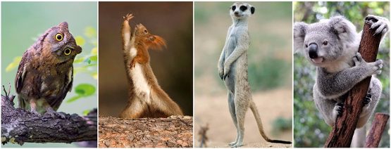 Pack of 20"Funny Animals" Postcards, a Set of 20 Different Cards with Comical and Humorous Animals from Around The World - Image 3
