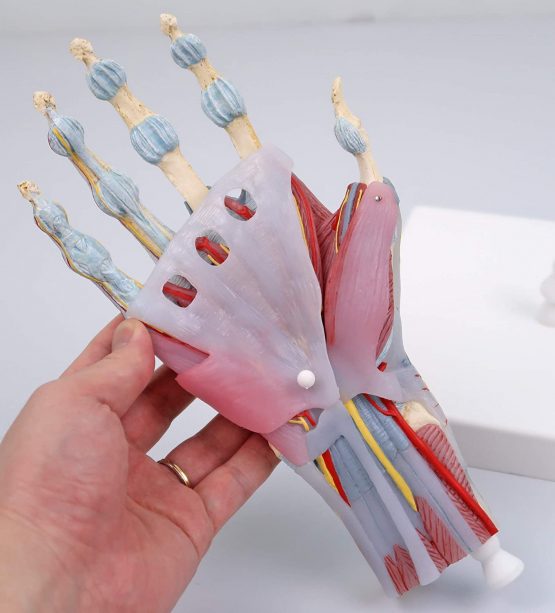 3B Scientific M33/1 Hand Skeleton Model With Ligaments And Muscles + free anatomy software - 3B Smart Anatomy - Image 3