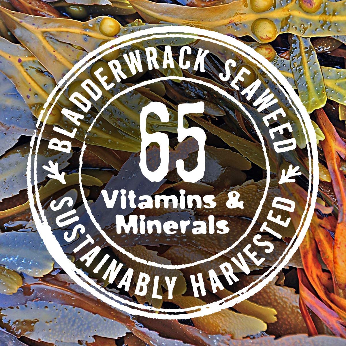 Seaweed Bath Body Cream, Citrus Vanilla, 177 ml (Pack of 1) - Image 3