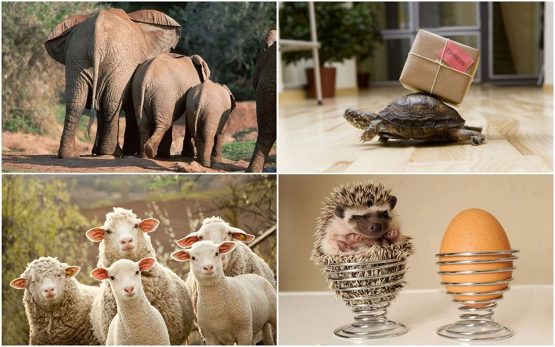Pack of 20"Funny Animals" Postcards, a Set of 20 Different Cards with Comical and Humorous Animals from Around The World - Image 2