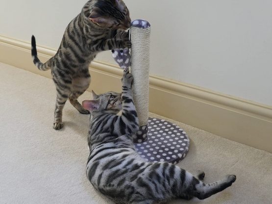 Rosewood Kitten Scratching Post With Sisal Post And Mouse Shaped Catnip Toy, Size H 40cm x D 31cm x W 31cm, Grey With Cream Dots, clear - Image 4