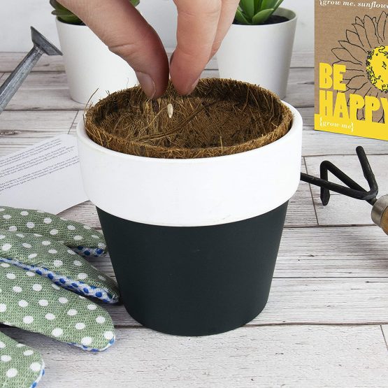 Gift Republic GR130008 Grow Me Hot Stuff, 12.0 cm*12.0 cm*12.0 cm - Image 2