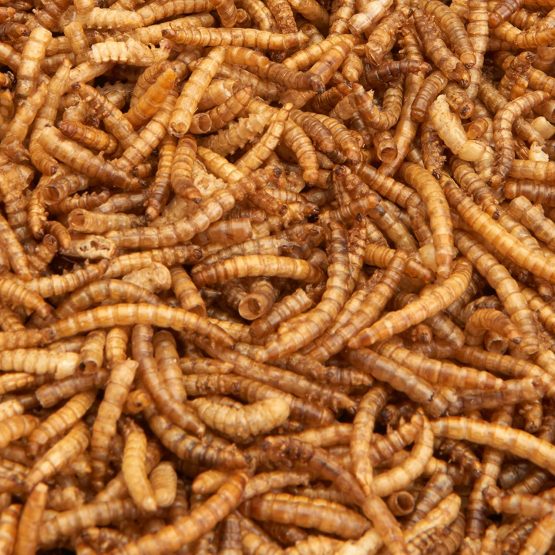 Pet Ting Premium Dried Mealworms, Tub, 200 g - Image 2