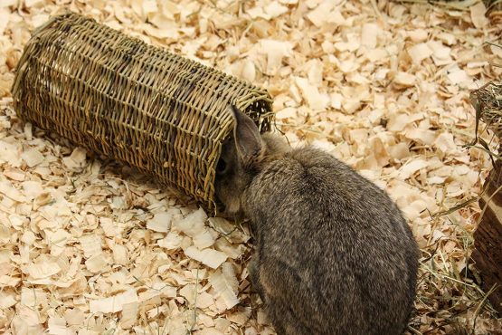 Nature First Small Willow Tube for Small Animals - Image 4