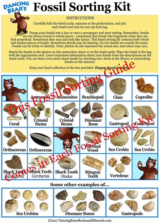 Dancing Bear Fossil Collection Sorting Activity Kit With Over 100 Pcs (More Than 20 Different Fossil Varieties!),Educational Id Sheet,Color Id Cards,Bags,Magnifying Glass,And Shark Teeth, - Image 3