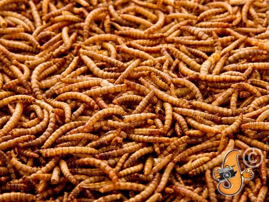 Chubby Mealworms Dried Mealworms, 1 Litre - Image 3