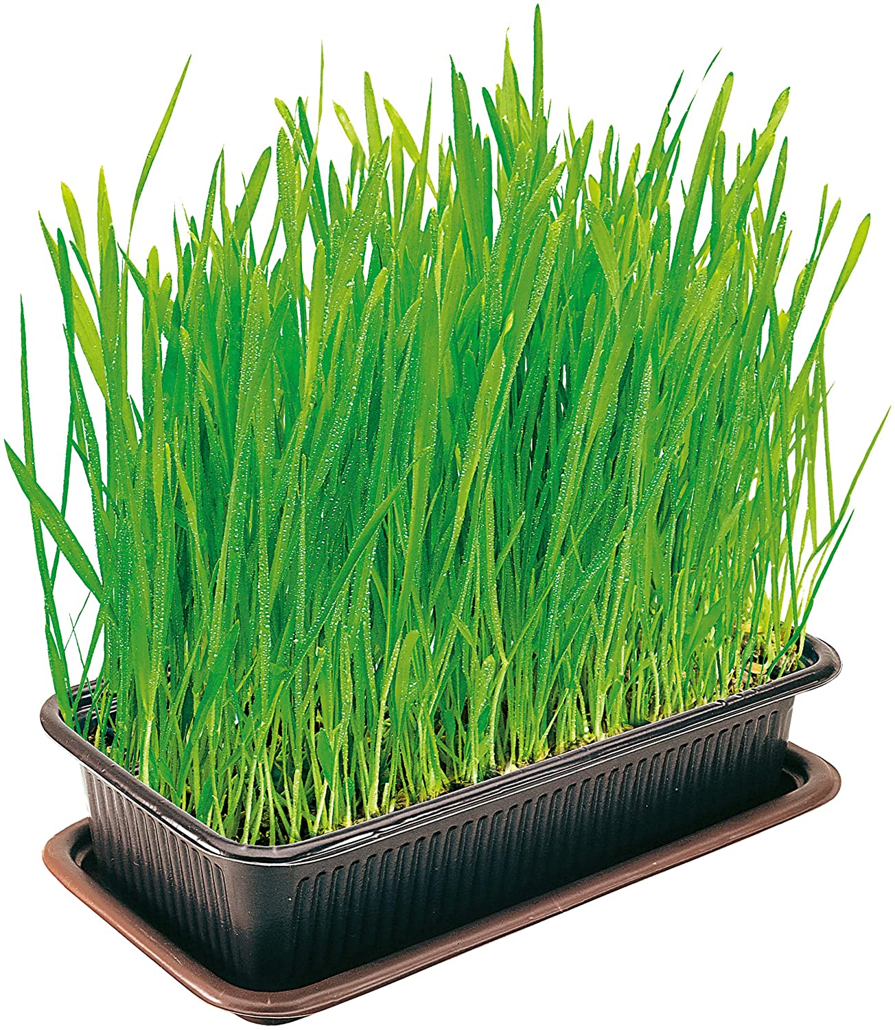 Vitakraft Cat Grass 120g, May Vary - Image 3
