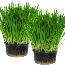 Cat Grass Kit x 2 (Grow your own) By Cat FurNature