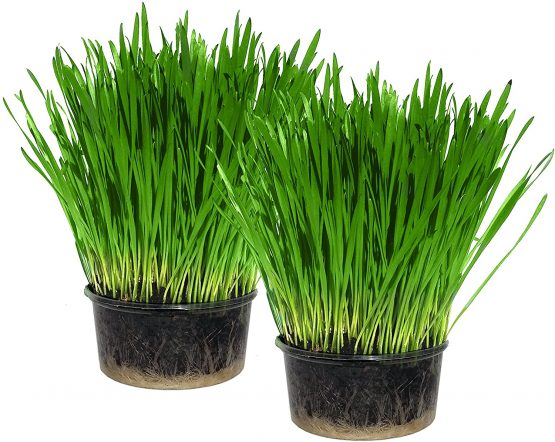 Cat Grass Kit x 2 (Grow your own) By Cat FurNature