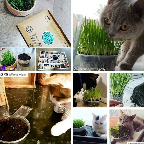 Cat Grass Kit x 2 (Grow your own) By Cat FurNature - Image 3