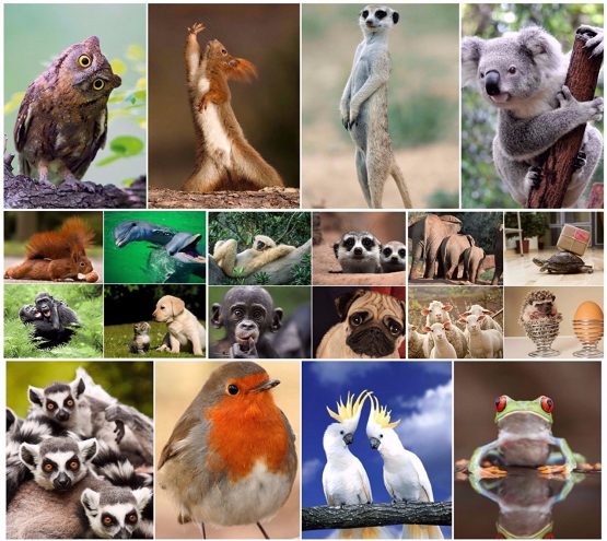 Pack of 20"Funny Animals" Postcards, a Set of 20 Different Cards with Comical and Humorous Animals from Around The World