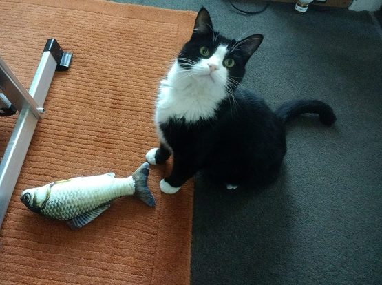 Maibar Catnip Fish Toy Cat Kicker Toys Cat Kicking Fish Cat Toy 3D Interactive Plush Crazy Cat Mint Toys for Indoor Cats with Zipper (30cm, Carassius auratus) - Image 2
