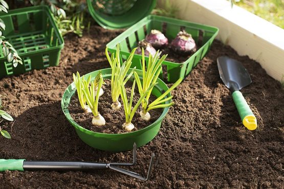 Connex FLOR79150 Flower Bulb planters, Anthracite, 22x22x6.5 cm - Image 2
